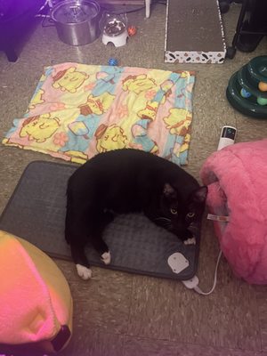 Best Friends Pet Adoption Center by null