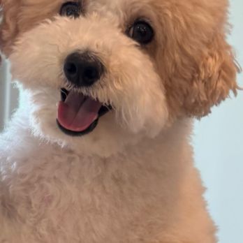 Cupid Doggie Spa - Pet Groomers Near Me - La Habra, California Cupid Doggie Spa - Pet Groomers Near Me - La Habra, California