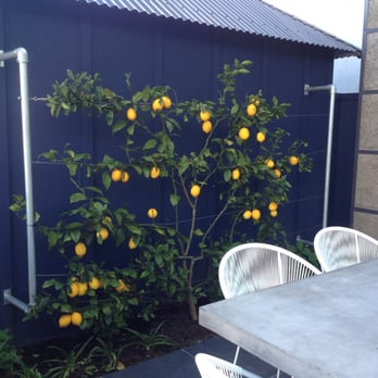 Meadow - Outdoor dining alongside a heavily-laden lemon tree - Bistros Near Me - Auckland, AUK Meadow - Outdoor dining alongside a heavily-laden lemon tree - Bistros Near Me - Auckland, AUK