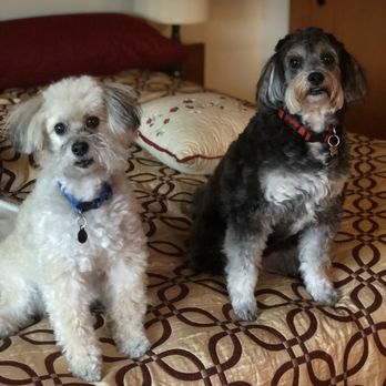 Donna's Motel Dogs - Harley and Sophie - Pet Sitting Near Me Donna's Motel Dogs - Harley and Sophie - Pet Sitting Near Me