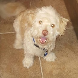 Our dog happy after getting well thanks to Manzano