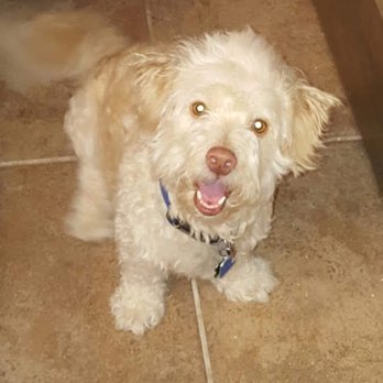 Manzano Animal Clinic - Our dog happy after getting well thanks to Manzano - Veterinarians Near Me - Albuquerque, New Mexico