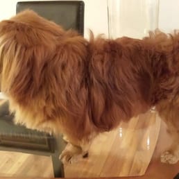 Horrible Dog Grooming Feb. 28,2015 from It's A Dog's World, Yonkers, NY......Daddy and Mommy very upset... WTF!!!! Horrible Dog Grooming Feb. 28,2015 from It's A Dog's World, Yonkers, NY......Daddy and Mommy very upset... WTF!!!!