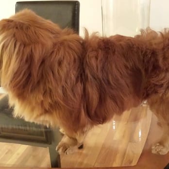 Dogs World Grooming - Horrible Dog Grooming Feb. 28,2015 from It's A Dog's World, Yonkers, NY......Daddy and Mommy very upset... WTF!!!! - Pet Groomers Near Me - Yonkers, New York Dogs World Grooming - Horrible Dog Grooming Feb. 28,2015 from It's A Dog's World, Yonkers, NY......Daddy and Mommy very upset... WTF!!!! - Pet Groomers Near Me - Yonkers, New York