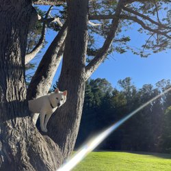 University Terrace Park - Tree's just outside the fenced perimeter offer ample climbing opportunities.