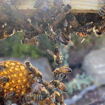Friendly Bee - Pest Control Near Me