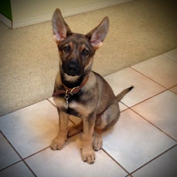 Dog Boss - Kinji - Pet Sitting Near Me