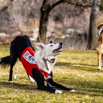 Sit Means Sit - Pet Training Near Me Sit Means Sit - Pet Training Near Me