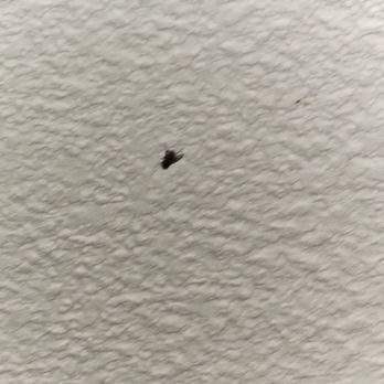 Best Western State Fair Inn - Dead fly on ceiling from previous guest stay - Hotels Near Me - Sedalia, Missouri