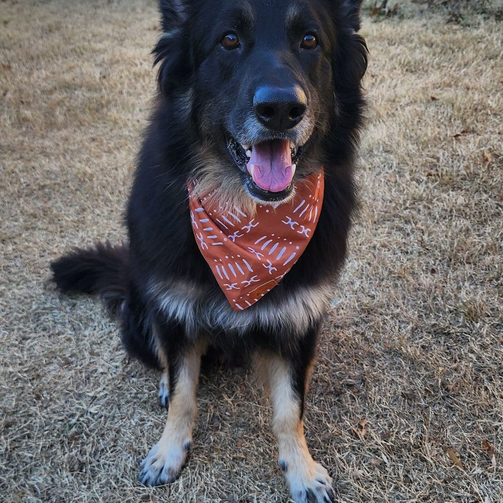Bark'N Buddies - Pet Groomers Near Me - Little Elm, Texas Bark'N Buddies - Pet Groomers Near Me - Little Elm, Texas
