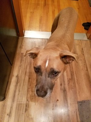 elkhound ranch kennel