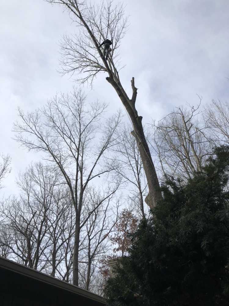 Growing Solutions Tree Care - tree service in Indianapolis, IN