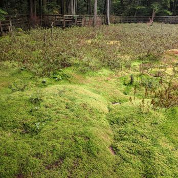 Camosun Bog - Parks Near Me - Vancouver, British Columbia Camosun Bog - Parks Near Me - Vancouver, British Columbia