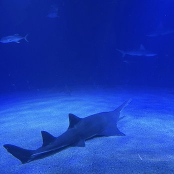 Oceanogràfic - Aquariums Near Me - Valencia, V