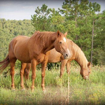 Cherokee Mountain Luxury Log Cabins - Dixie & Ty of Cherokee Mountain  RIP - Resorts Near Me - Eureka Springs, Arkansas