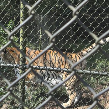 Noah's Ark Animal Sanctuary - Animal Shelters Near Me - Locust Grove, Georgia