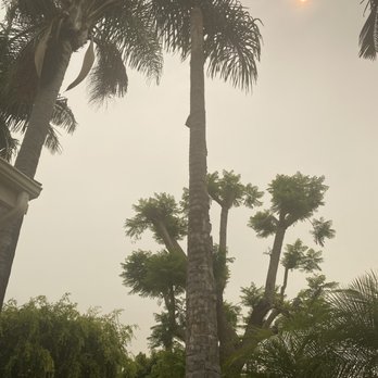 Fnl Landscaping - Before (dead palm on the right) - Landscaping Near Me - Costa Mesa, California Fnl Landscaping - Before (dead palm on the right) - Landscaping Near Me - Costa Mesa, California