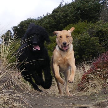 Muck Creek Kennels - Play Time! - Pet Sitting Near Me - Spanaway, Washington Muck Creek Kennels - Play Time! - Pet Sitting Near Me - Spanaway, Washington