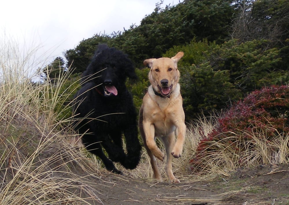 MUCK CREEK KENNELS Updated September 2024 16511 Pacific Ave S