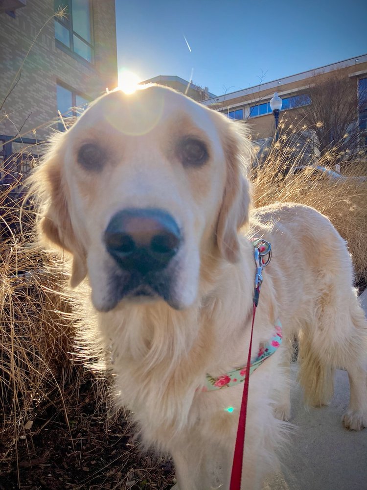 LUV MY PET Updated August 2024 21 Photos & 28 Reviews 1153