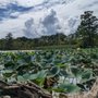 Photo of Lotus Garden Park