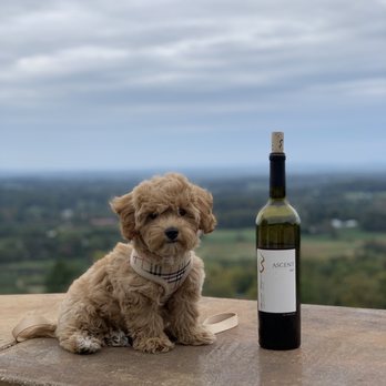 Bluemont Vineyard - Venues & Event Spaces Near Me - Bluemont, Virginia Bluemont Vineyard - Venues & Event Spaces Near Me - Bluemont, Virginia