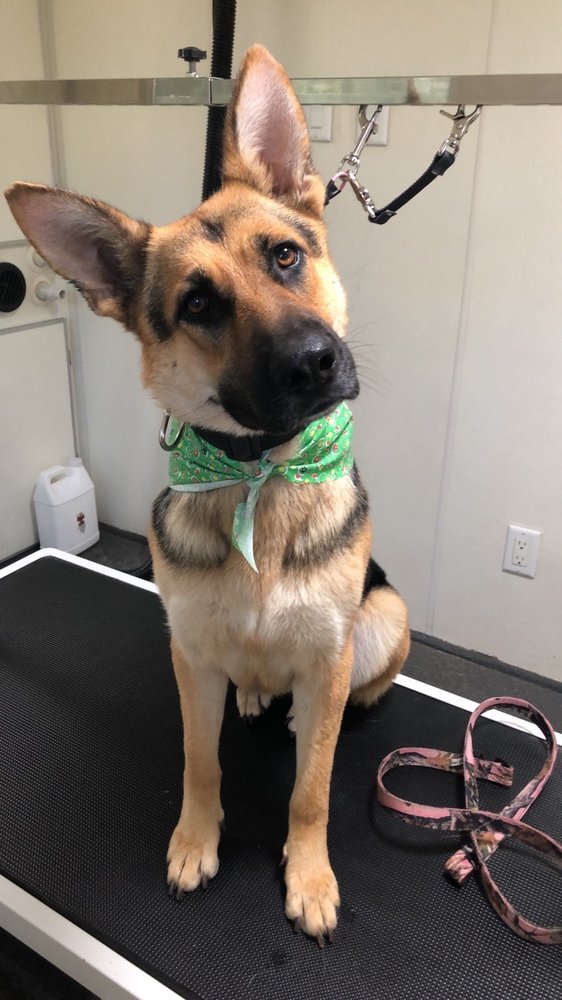 DEEOGEE’S MOBILE GROOMING Updated May 2024 78 Photos & 40 Reviews