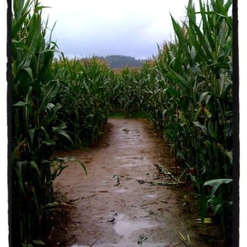 Bob's Corn & Pumpkin Farm - Gone a-maze-ing! - Pumpkin Patches Near Me - Snohomish, Washington Bob's Corn & Pumpkin Farm - Gone a-maze-ing! - Pumpkin Patches Near Me - Snohomish, Washington