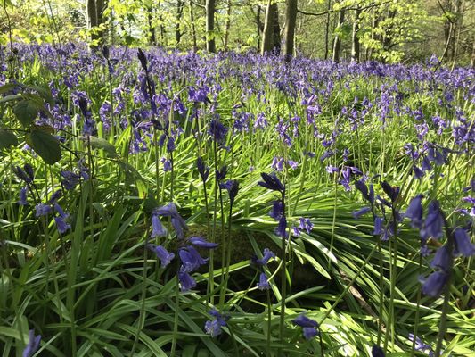 Fodder in the Woods by null