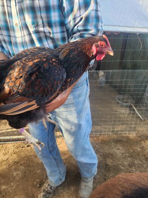 Blossom Peak Ranch by null