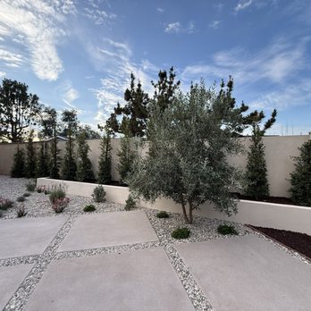 Caliscapes OC - Look at this beautiful olive tree that Victor picked for us! - Landscaping Near Me
