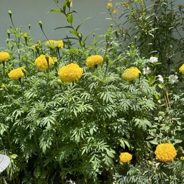 Giant marigold Giant marigold