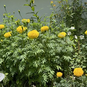 Armstrong Garden Centers - Giant marigold - Nurseries & Gardening Near Me - La Cañada Flintridge, California Armstrong Garden Centers - Giant marigold - Nurseries & Gardening Near Me - La Cañada Flintridge, California