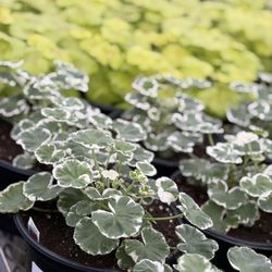 Joe Cappel’s Lawn Landscape & Garden Center