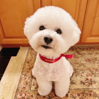 Ironmaya Pet Grooming - I always ask to book with Lia! - Pet Groomers Near Me - Arcadia, California Ironmaya Pet Grooming - I always ask to book with Lia! - Pet Groomers Near Me - Arcadia, California