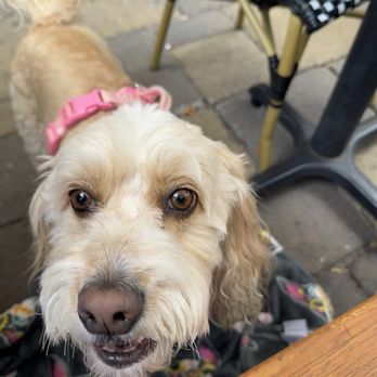 Frost Me Cafe & Bakery - Dog friendly - Coffee & Tea Near Me - San Diego, California