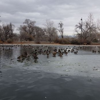 The Duck Pond @ Tingley Beach - 1/7/2019 The Ducks - Parks Near Me - Albuquerque, New Mexico The Duck Pond @ Tingley Beach - 1/7/2019 The Ducks - Parks Near Me - Albuquerque, New Mexico