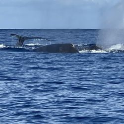 Dive Maui - Comp pod