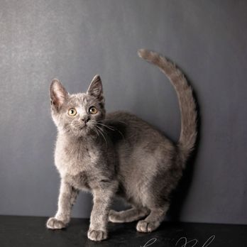 CRAIG'S CAT CAFE - Updated January 2026 - 11 Photos - 11 Riverside