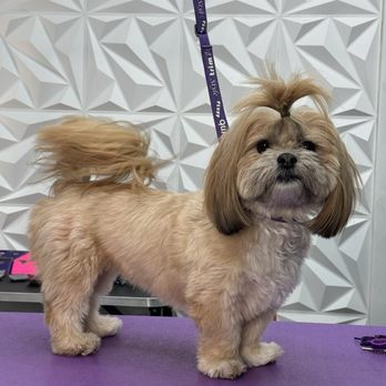Just Tiny Paws Dog Grooming - Before pic - Pet Groomers Near Me