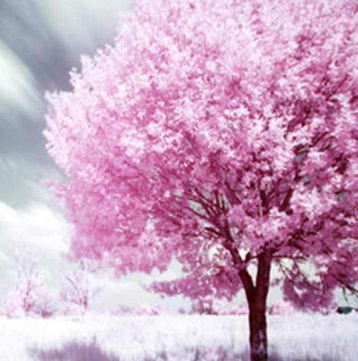 CHP Consultants - grief counselor in Deweyville, TX