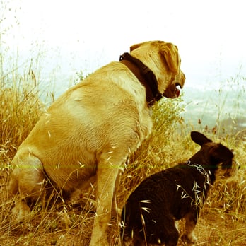 Dawn Mine Hike - My dogs overlooking the view - Hiking Near Me - Altadena, California Dawn Mine Hike - My dogs overlooking the view - Hiking Near Me - Altadena, California