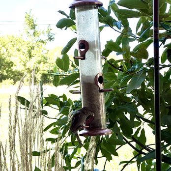 Sunnybrook Dental - Bird feeders outside of the treatment room - Cosmetic Dentists Near Me - Olathe, Kansas Sunnybrook Dental - Bird feeders outside of the treatment room - Cosmetic Dentists Near Me - Olathe, Kansas