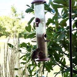 Sunnybrook Dental - Bird feeders outside of the treatment room