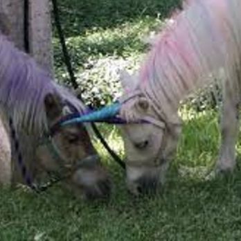 Takotas Ponies - Party & Event Planning Near Me - Georgetown, Texas