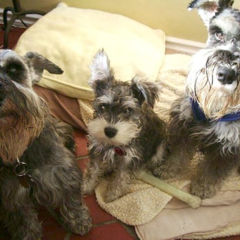 Pooch Pawlor Spa - Pet Groomers Near Me - Glendale, California