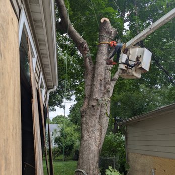 Arborsharp Tree Care - We use ropes and rigging to remove trees in tight spaces - Tree Services Near Me Arborsharp Tree Care - We use ropes and rigging to remove trees in tight spaces - Tree Services Near Me