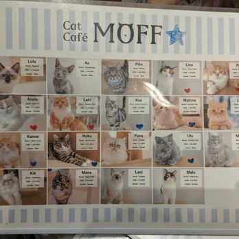 Cat Cafe Moff - Themed Cafes Near Me - Honolulu, Hawaii