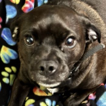 Healthy Hounds Kitchen - Our very good boy Merlin who is a Cock a doodle - Pug.  He's so shiny and soft! - Pet Stores Near Me - Sacramento, California