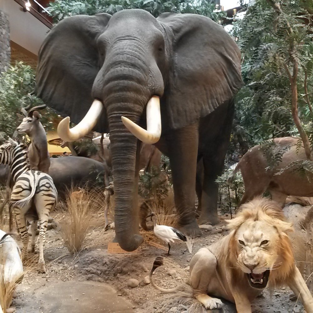 Cabela's - They have a great African display in the middle of the store - Guns & Ammo Near Me - Verdi, Nevada
